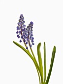 MUSCARI ARMENIACUM CUPIDO