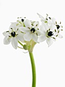 ORNITHOGALUM ARABICUM