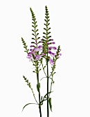 PHYSOSTEGIA VIRGINIANA