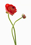 RANUNCULUS ASIATICUS ELEGANCE RED