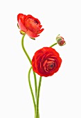 RANUNCULUS ASIATICUS ELEGANCE RED