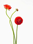 RANUNCULUS ASIATICUS ELEGANCE RED