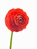 RANUNCULUS ASIATICUS ELEGANCE RED