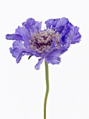 SCABIOSA CAUCASICA STAEFA