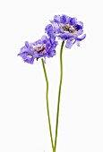 SCABIOSA CAUCASICA STAEFA