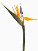 STRELITZIA REGINAE