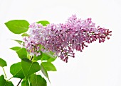 SYRINGA VULGARIS KATHERINE HAVEMEYERL