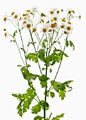 TANACETUM PARTHENIUM