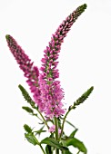 VERONICA LONGIFOLIA ANNA