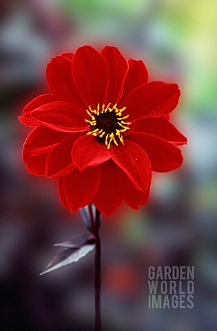 DAHLIA_BISHOP_OF_LLANDAFF_DAHLIA