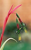 Angels Tears, Billbergia nutans, Single stem with two colourful  flowers growing outdoor.