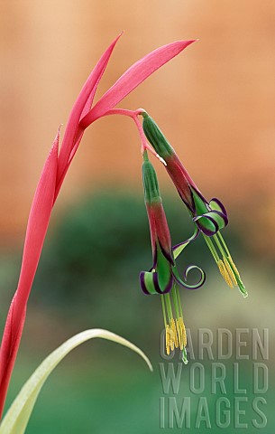 Angels_Tears_Billbergia_nutans_Single_stem_with_two_colourful__flowers_growing_outdoor