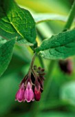 SYMPHYTUM OFFICINALE, COMFREY