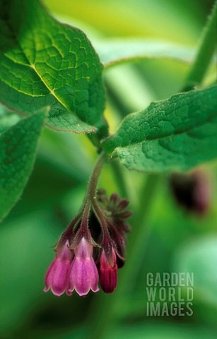 SYMPHYTUM_OFFICINALE_COMFREY