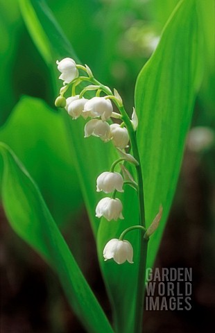 CONVALLARIA_MAJALIS_LILYOFTHEVALLEY