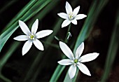 ORNITHOGALUM, STAR-OF-BETHLEHEM