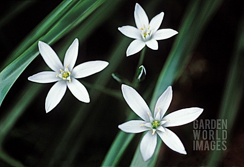 ORNITHOGALUM_STAROFBETHLEHEM