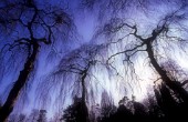 SALIX BABYLONICA, WILLOW - WEEPING WILLOW