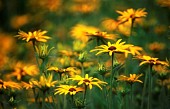 RUDBECKIA, CONEFLOWER, BLACK-EYED SUSAN