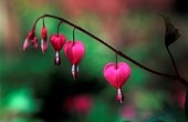 DICENTRA, BLEEDING HEART