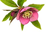 HELLEBORUS, HELLEBORE