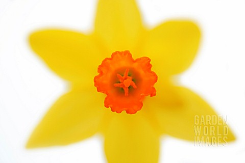 NARCISSUS_DAFFODIL