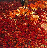 ACER PALMATUM, JAPANESE MAPLE