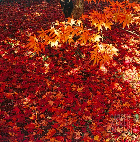 ACER_PALMATUM_JAPANESE_MAPLE