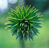 ARAUCARIA ARAUCANA, MONKEY PUZZLE TREE