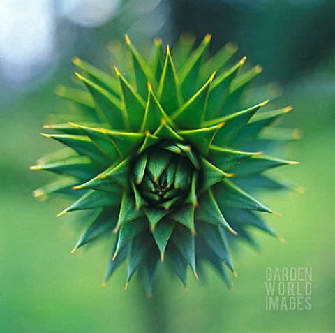 ARAUCARIA_ARAUCANA_MONKEY_PUZZLE_TREE