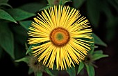 INULA HOOKERI, INULA