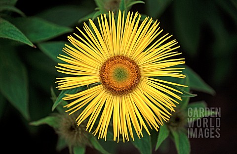 INULA_HOOKERI_INULA