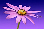 OSTEOSPERMUM, AFRICAN DAISY