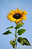 HELIANTHUS, SUNFLOWER