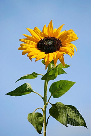 HELIANTHUS_SUNFLOWER