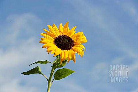 HELIANTHUS_SUNFLOWER