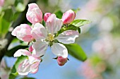 MALUS DOMESTICA, APPLE