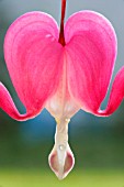 DICENTRA SPECTABILIS, BLEEDING HEART