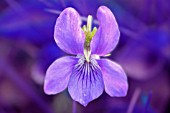 VIOLA ODORATA, VIOLET - SWEET VIOLET