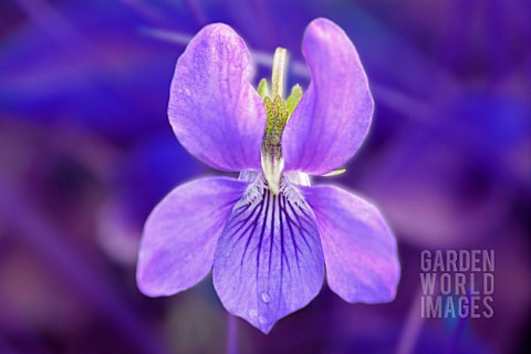 VIOLA_ODORATA_VIOLET__SWEET_VIOLET