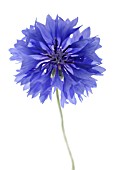 CENTAUREA CYANUS, CORNFLOWER