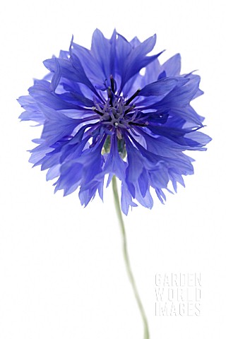 CENTAUREA_CYANUS_CORNFLOWER