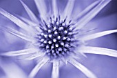 ERYNGIUM BOURGATII, SEA HOLLY