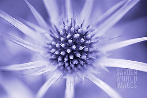 ERYNGIUM_BOURGATII_SEA_HOLLY