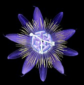 PASSIFLORA CAERULEA, PASSION FLOWER