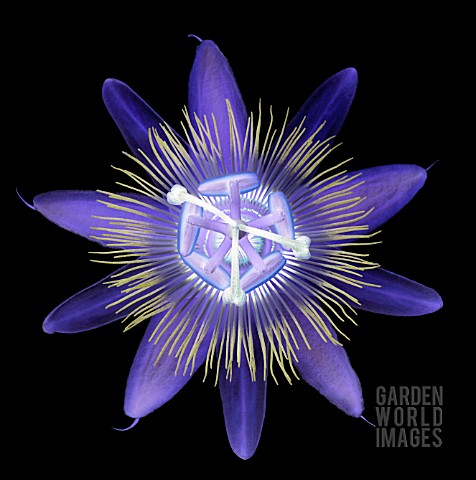 PASSIFLORA_CAERULEA_PASSION_FLOWER