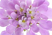 IBERIS UMBELLATA, CANDYTUFT