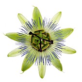 PASSIFLORA CAERULEA, PASSION FLOWER