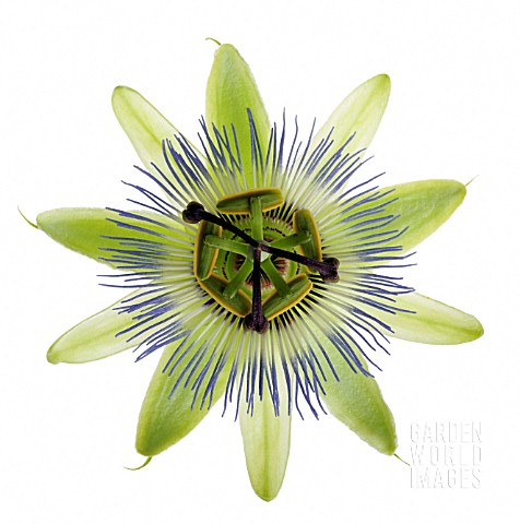 PASSIFLORA_CAERULEA_PASSION_FLOWER