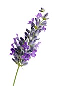 LAVANDULA AUGUSTIFOLIA, LAVENDER